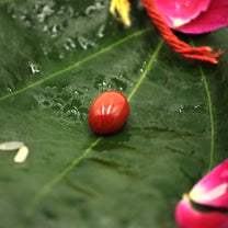 Red Coral Stone