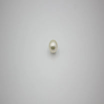 moti premium 1